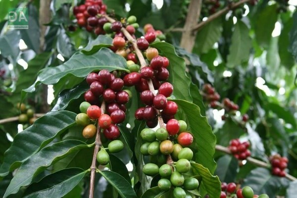 Foto af kaffetræ