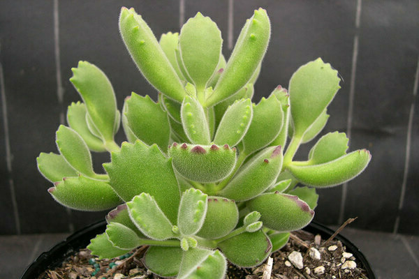 Cotyledon foto