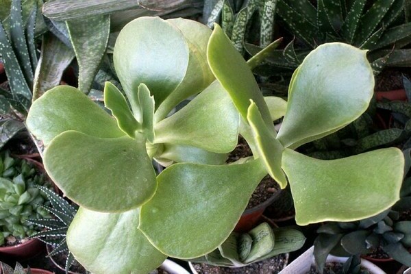 Cotyledon foto