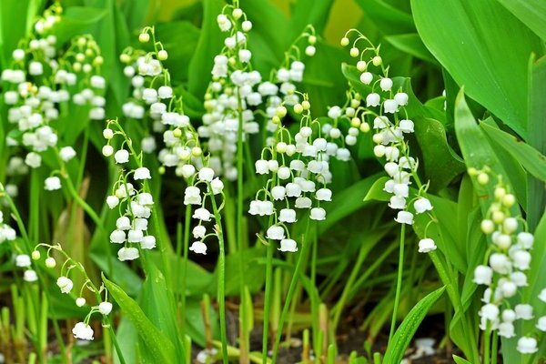 lily of the valley photo