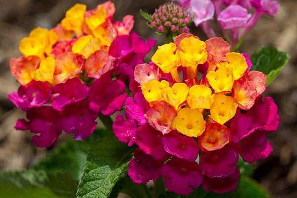 gambar bunga lantana