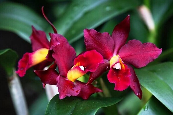 orchidée lelia