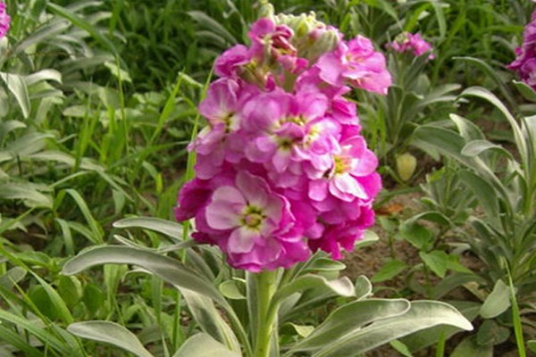 Fleurs de Levkoï