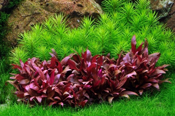 alternantera herbaceous plants + for open ground