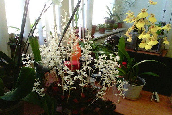ludisia kostbare orchidee