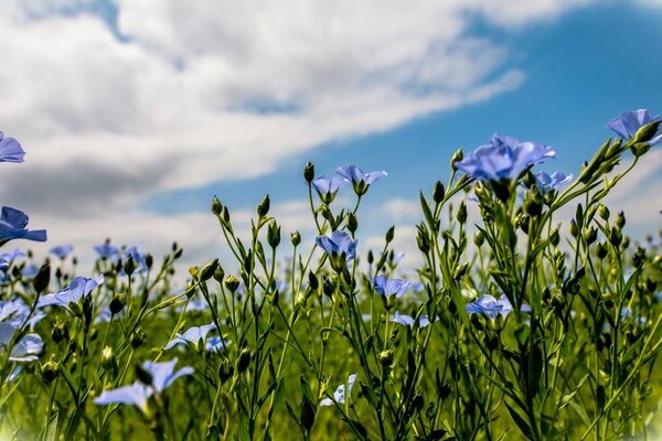 Linen photo