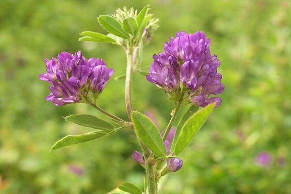 alfalfa foto