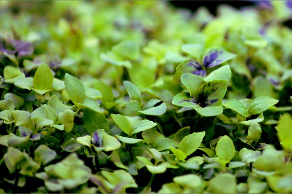 alfalfa herb