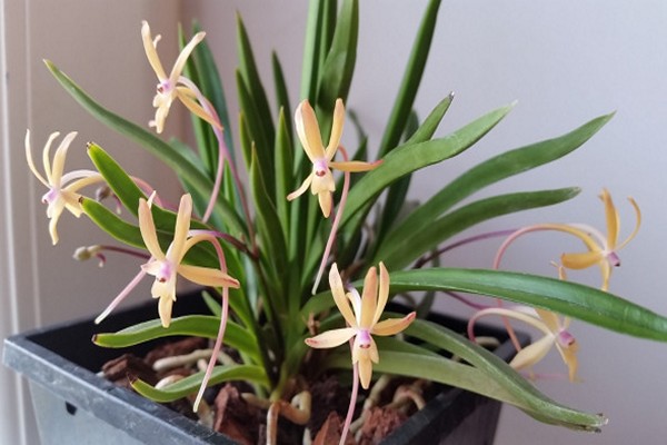néofinetia orchidée