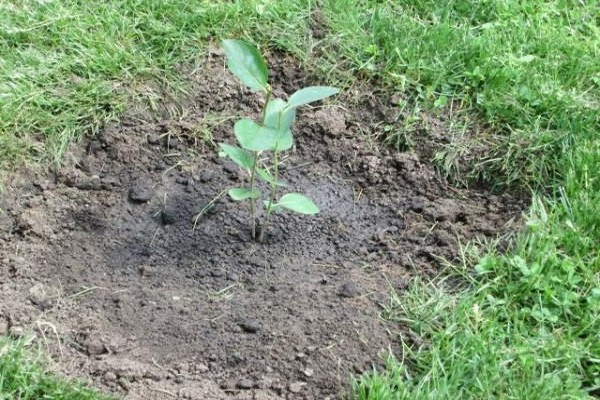trồng cây đậu quả đen tro núi + và chăm sóc