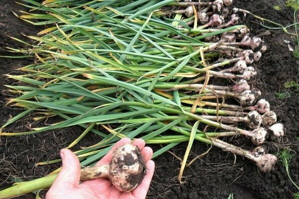 when to remove garlic from the garden