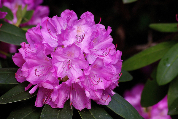 Fotografia rododendronu