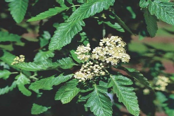 Rowan oak-leaved photo
