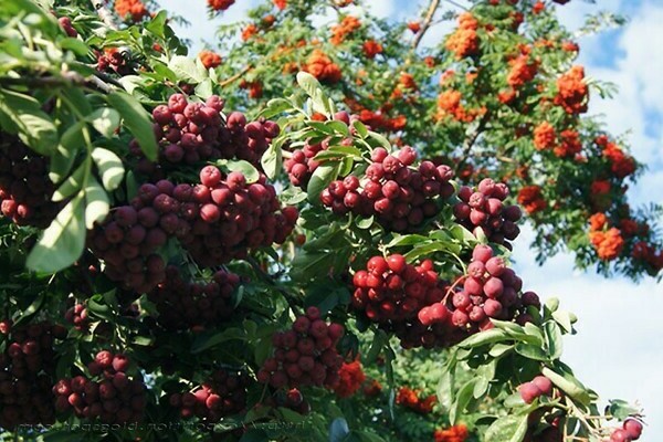 Rowan Pomegranate photo