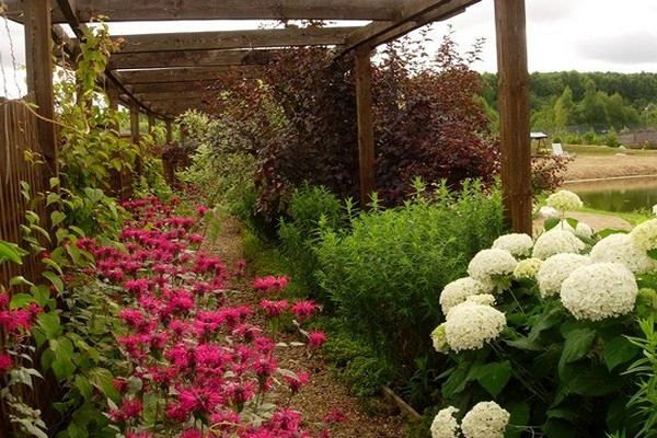 perennials with hydrangea