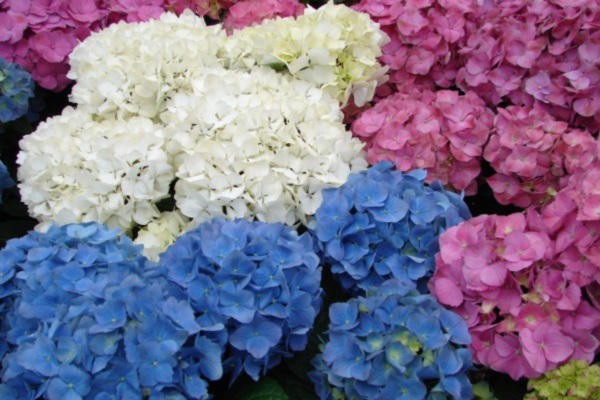 hoa cẩm tú cầu màu sắc