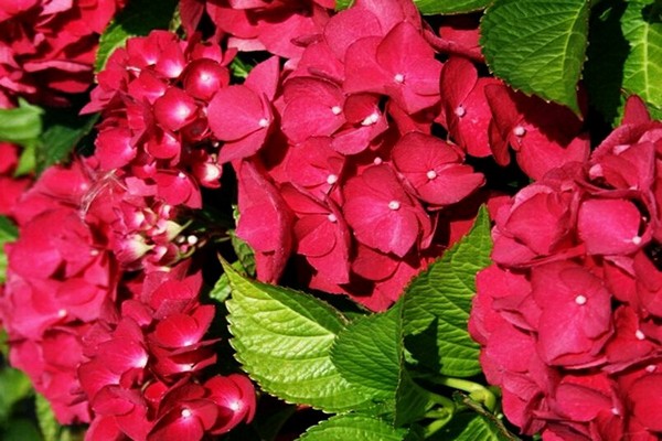 couleur hortensia
