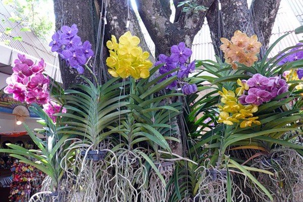 soins orchidée vanda + à domicile