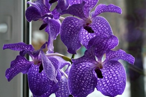 fotografie orchideje vanda