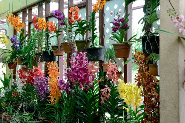 Orchideen-Vanda-Pflege + zu Hause