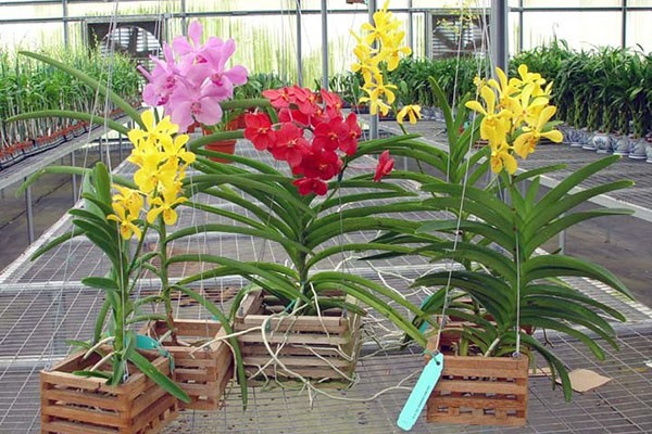 снимки на орхидея ванда