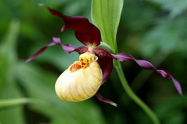 orchids lady's slipper