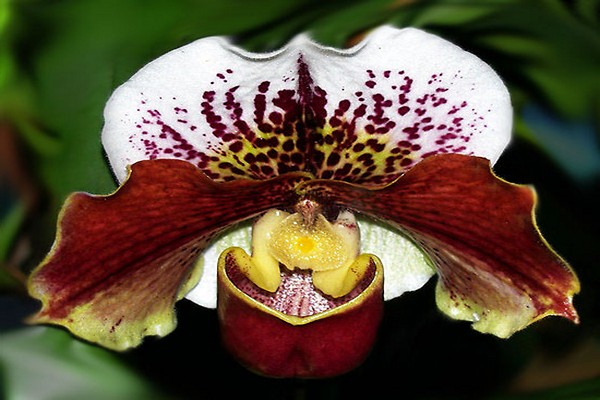 orchids lady's slipper