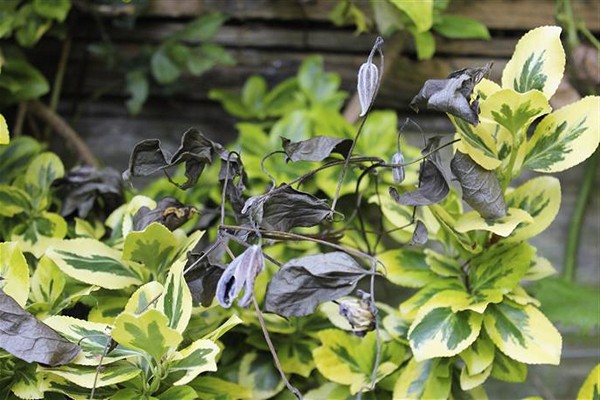 leaves of clematis