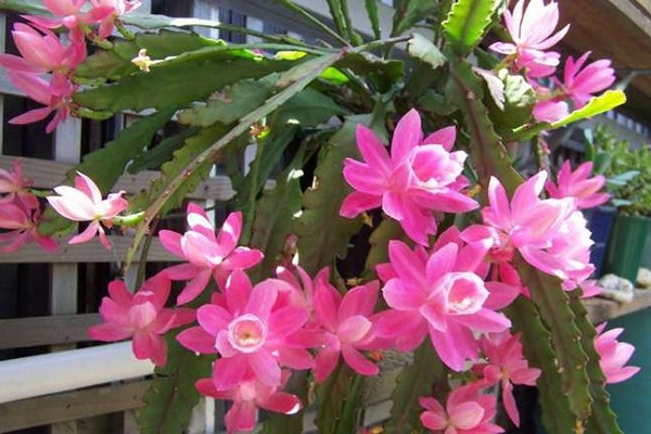цвете епифилум