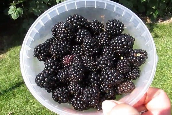 Blackberry, Agavam variety