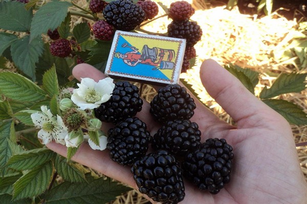 penerangan asterina blackberry
