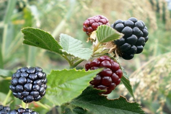 blackberry asterina