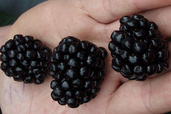 đánh giá blackberry auchita