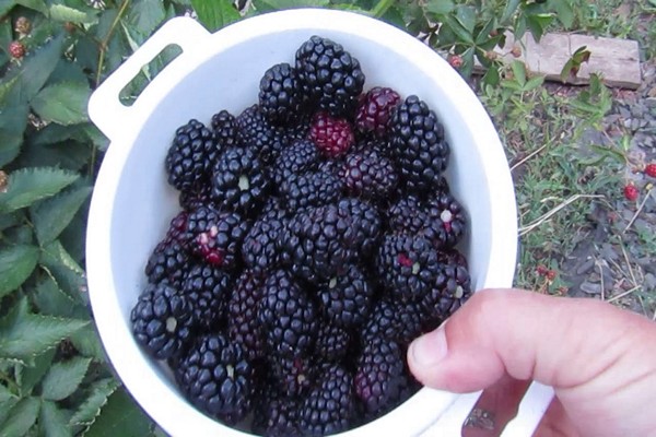 photo de description de la variété blackberry auchita