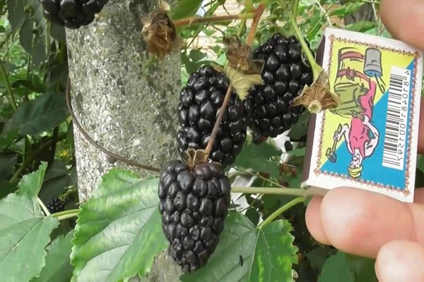 photo de description de la variété blackberry auchita