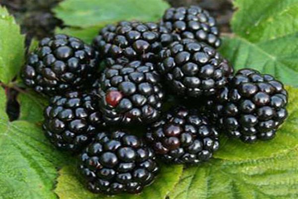 Blackberry arapaho bilde