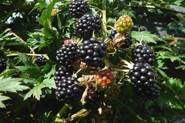 Photo à feuilles persistantes Blackberry sans épines