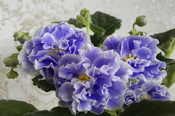 Photo aigue-marine violette