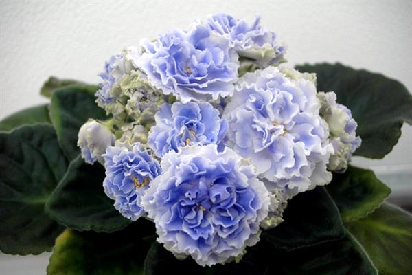 Violet aquamarine -bilde