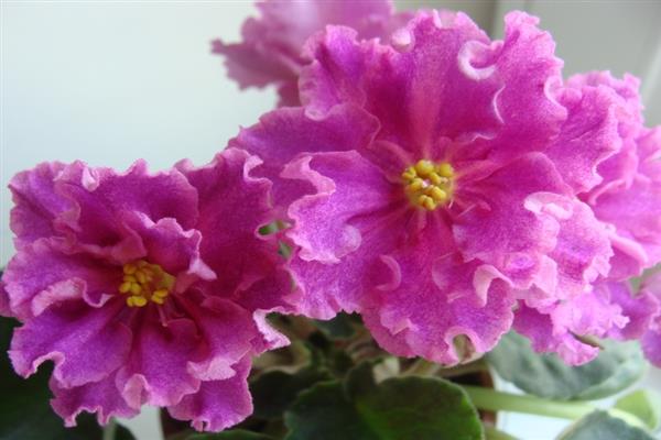 Violetinė grožio deivės nuotrauka