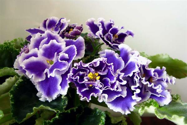 Violette Sommerdämmerung Foto