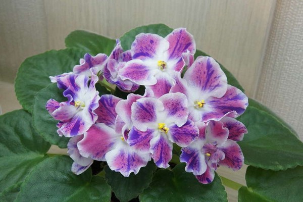 violetter Pfau