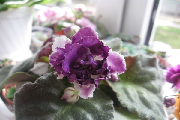violet variety isadora
