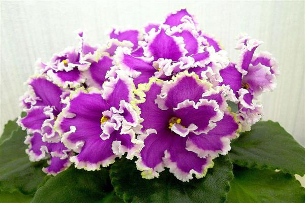 Violetinė esmeralda nuotrauka