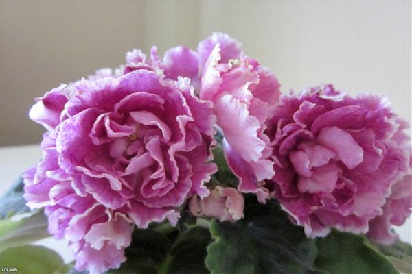Violetinės ledo rožės nuotrauka