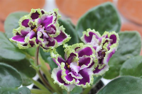 Foto orkid malachite ungu