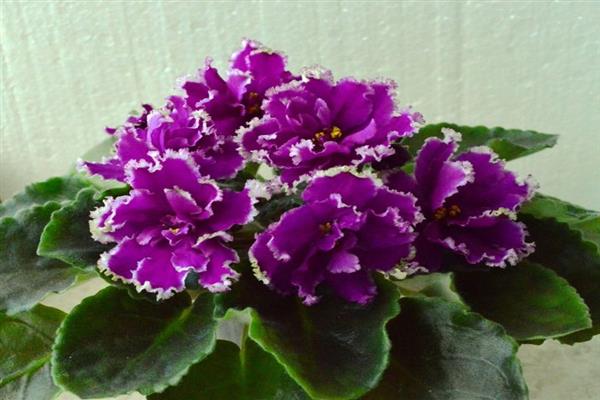 Photo d'orchidée malachite violette