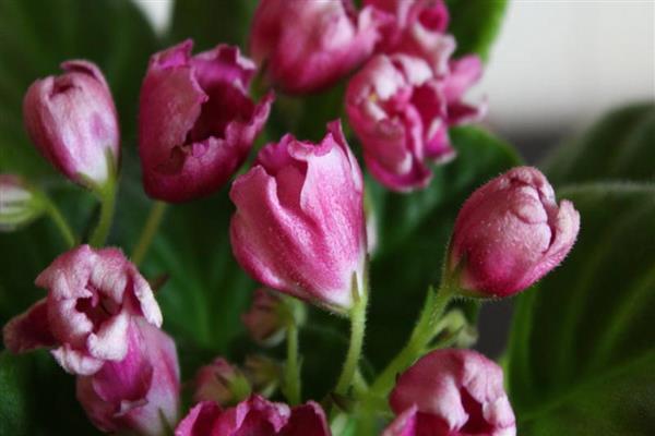 Violet magic tulip photo