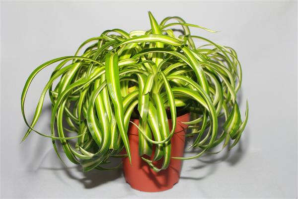 Chlorophytum bilde