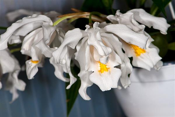 Celogin's orchid photo